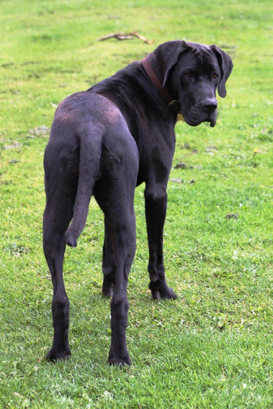 Grand danois Jessie billede 17