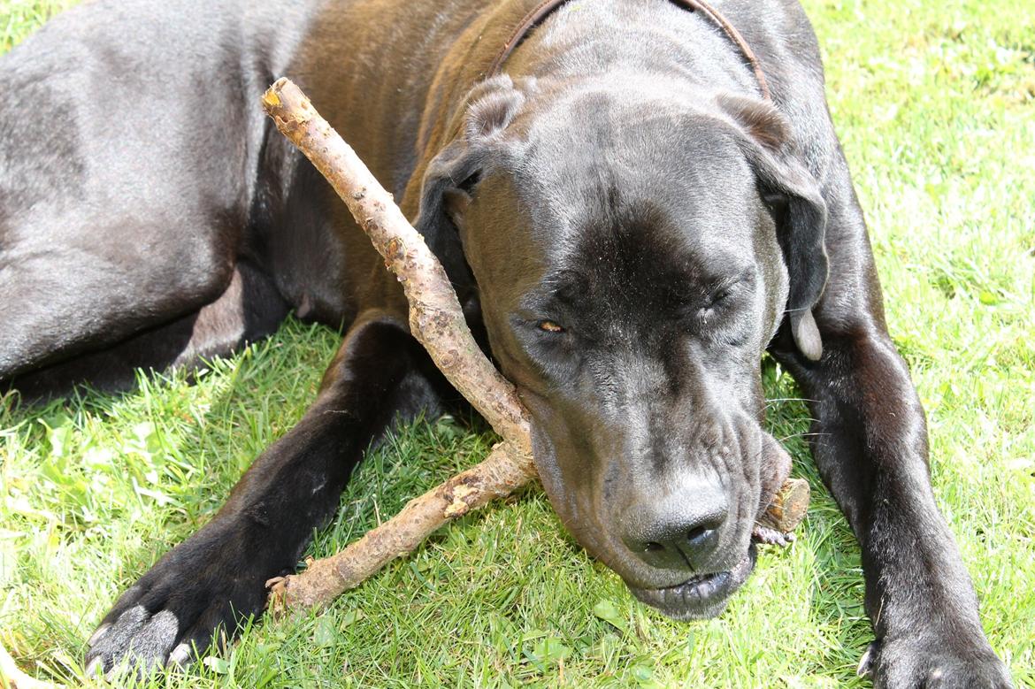 Grand danois Jessie - Mums, den smager godt.
Foto: Sabina billede 18