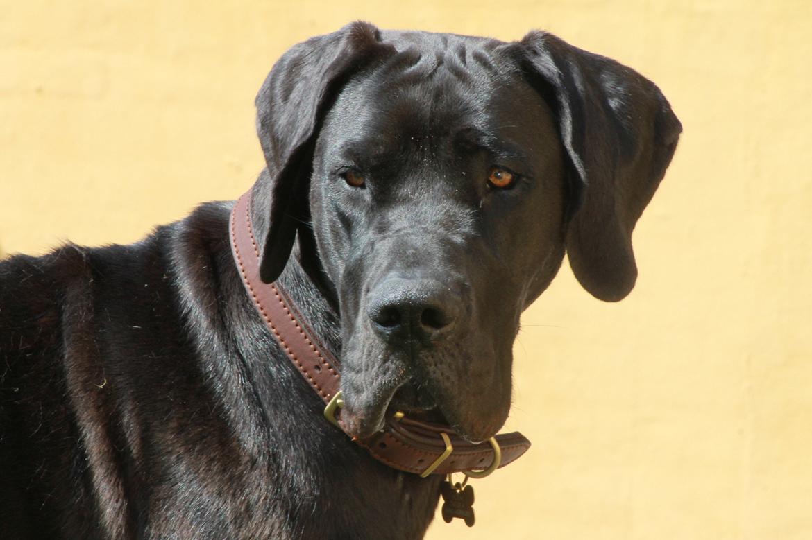 Grand danois Jessie - Elsker min baby<3
Foto: Sabina billede 19