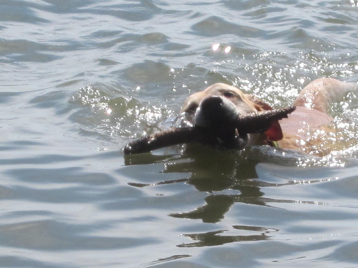 Blanding af racer Snickers billede 18