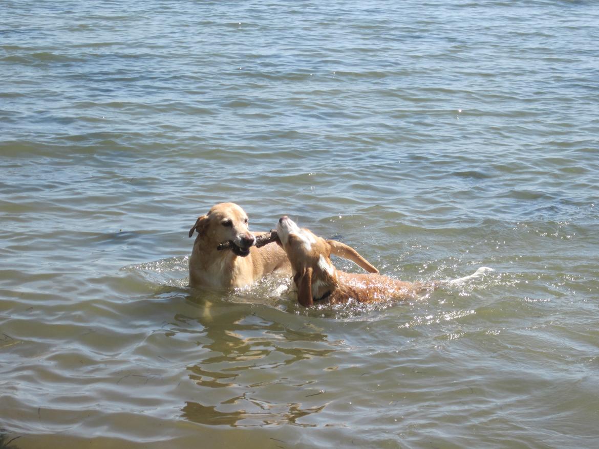 Blanding af racer Snickers billede 19