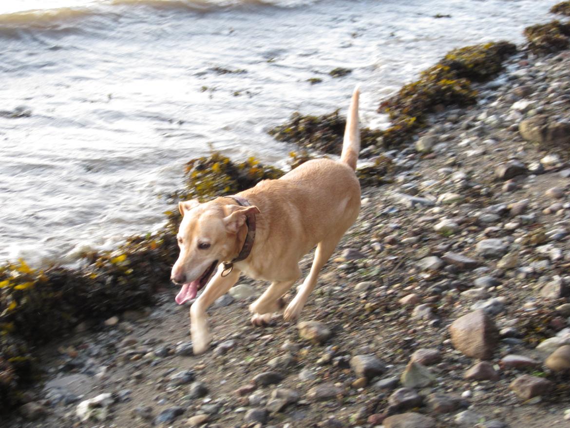 Blanding af racer Snickers billede 20