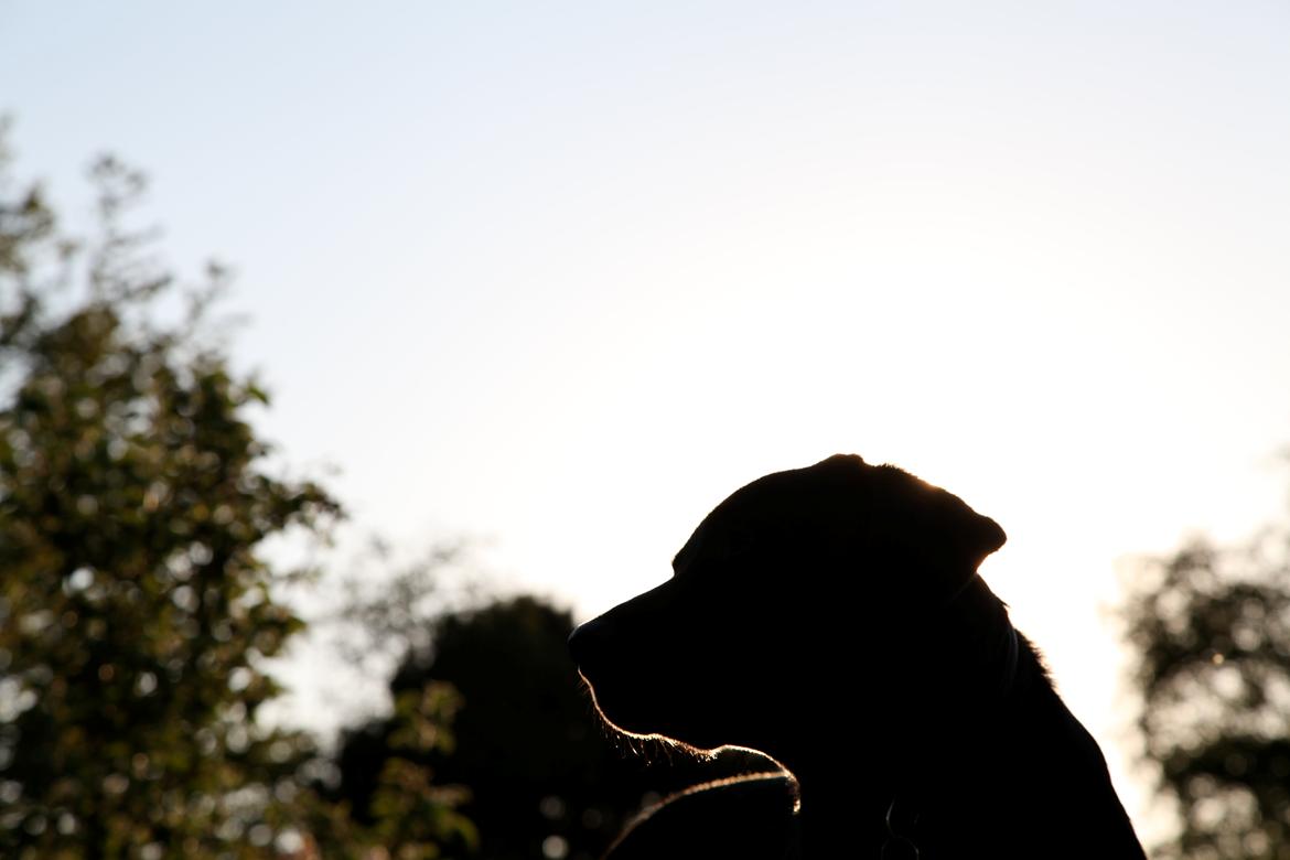Labrador retriever Sophie *ludty*  [ lobes labrdor knirke] - min lille engel, sendt fra himmelen <3 billede 4