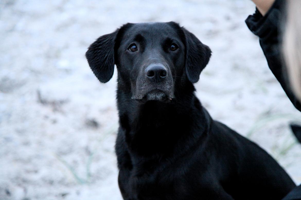 Labrador retriever Sophie *ludty*  [ lobes labrdor knirke] - godbidder i luften! billede 5