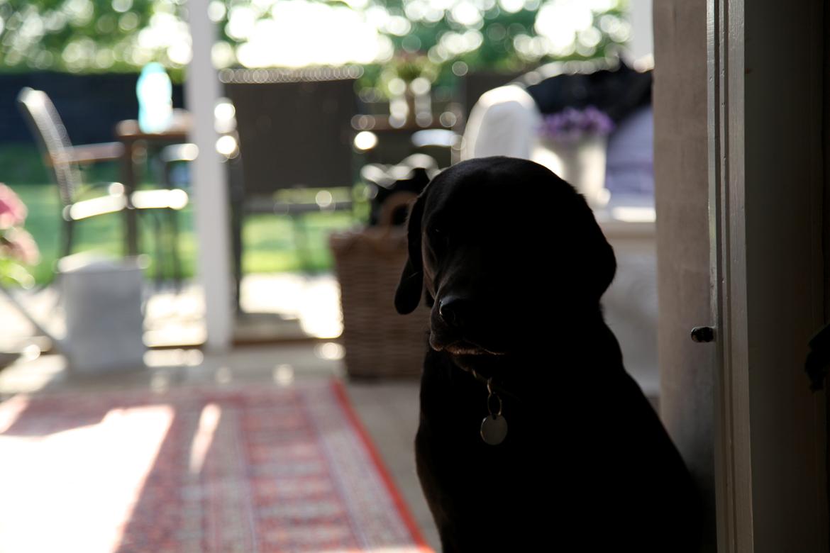 Labrador retriever Sophie *ludty*  [ lobes labrdor knirke] - "hej med jer!" billede 10