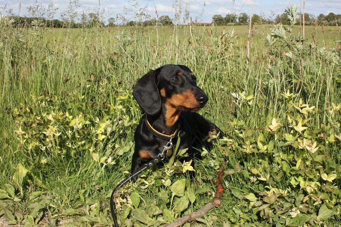 Gravhund Blackie billede 1