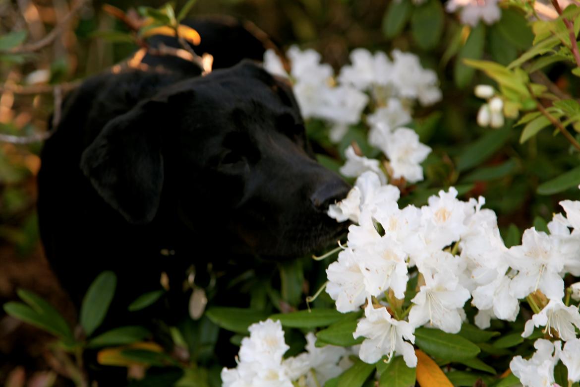 Labrador retriever Sophie *ludty*  [ lobes labrdor knirke] - i et med naturen <3 billede 15