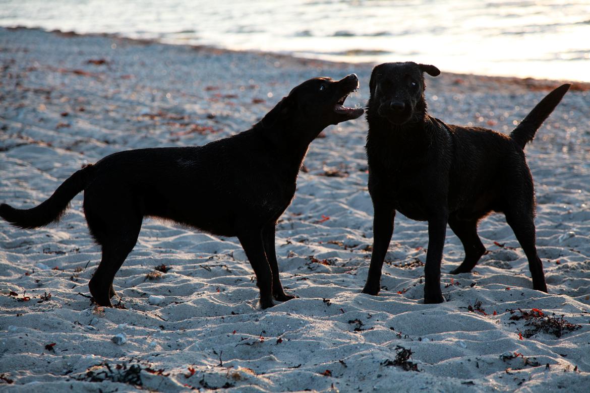 Labrador retriever Sophie *ludty*  [ lobes labrdor knirke] - hun er en værre en mod den anden hund den dag! i skal dog huske at hun ikke bider efter andre normalt. men i dette tildfælde prøvede hanhunden på lidt for meget!  billede 17