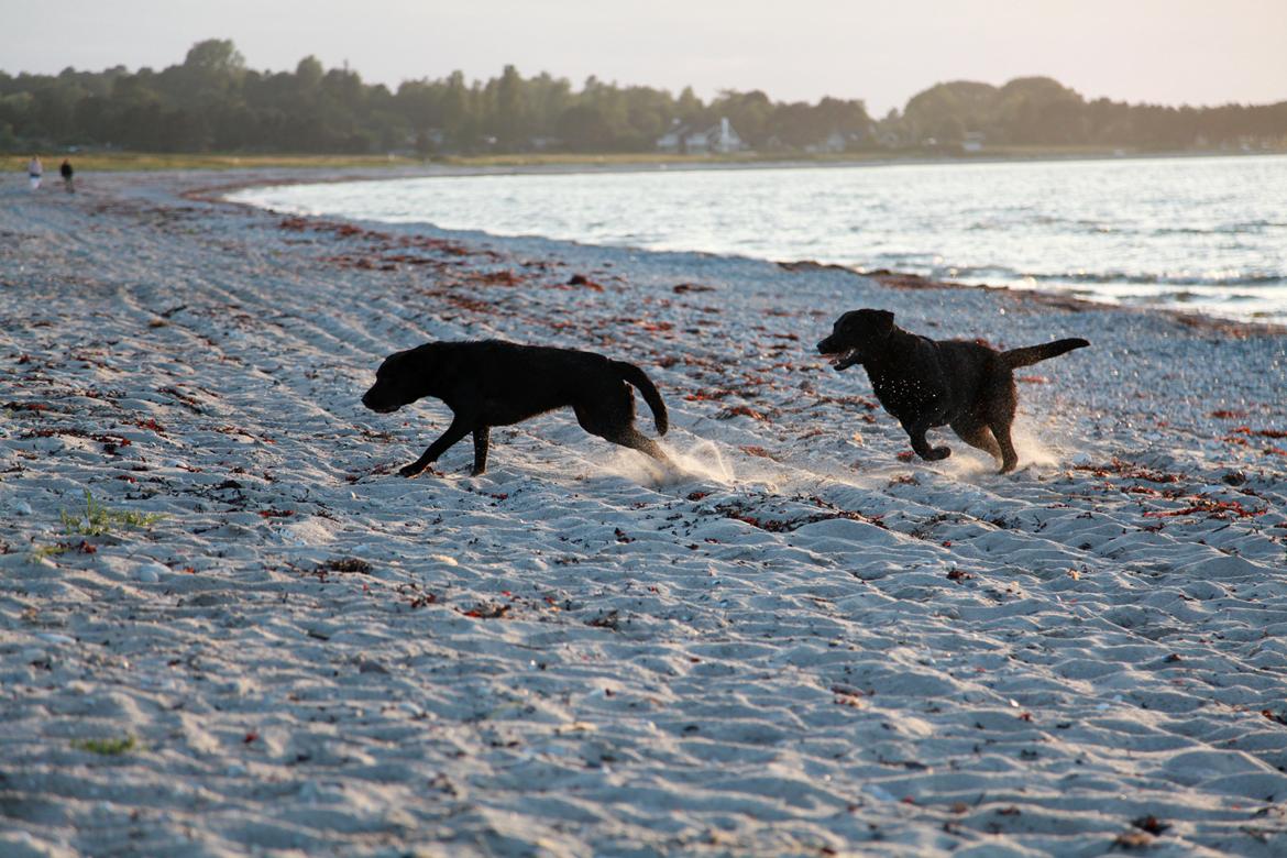 Labrador retriever Sophie *ludty*  [ lobes labrdor knirke] - tid til at stikke af! billede 18