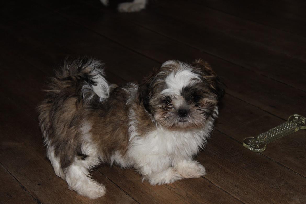 Shih tzu Knud billede 1