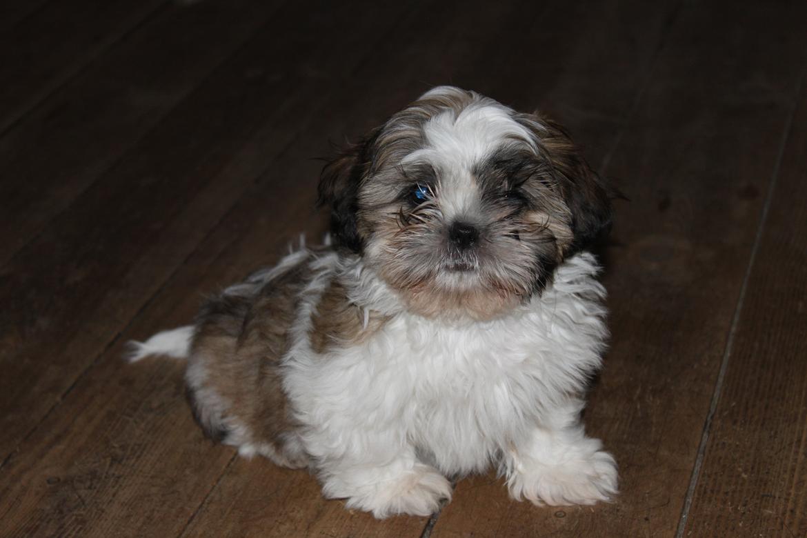 Shih tzu Knud billede 2