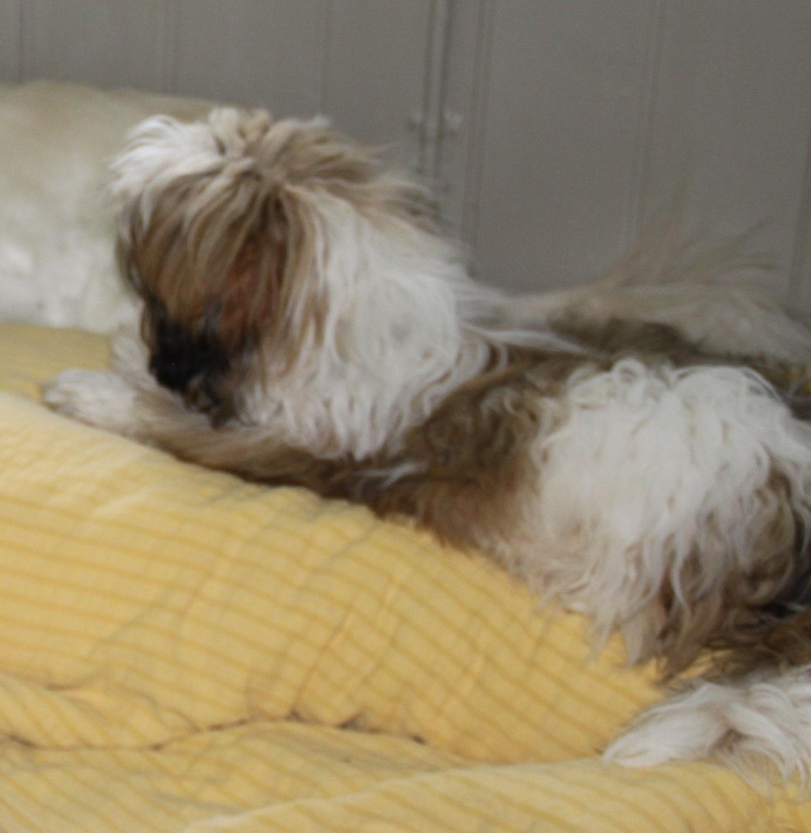 Shih tzu Knud billede 4