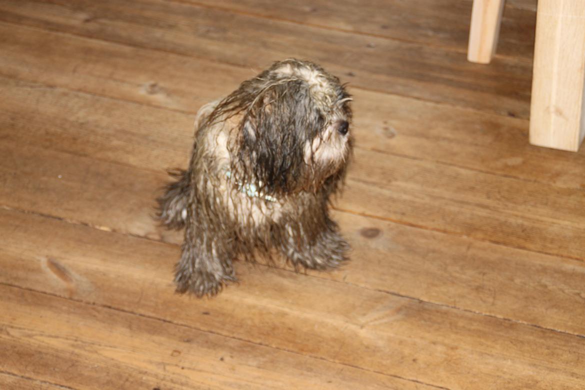 Shih tzu Knud billede 6