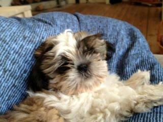 Shih tzu Knud billede 8