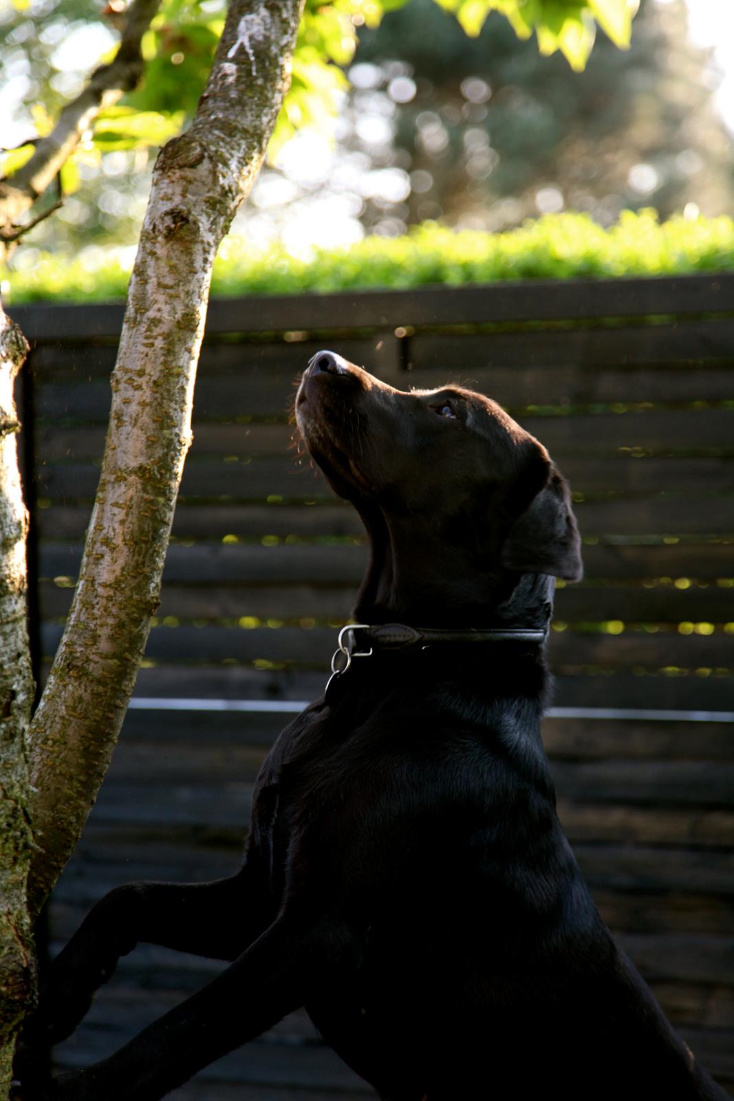 Labrador retriever Sophie *ludty*  [ lobes labrdor knirke] - kirsebær-hund billede 7