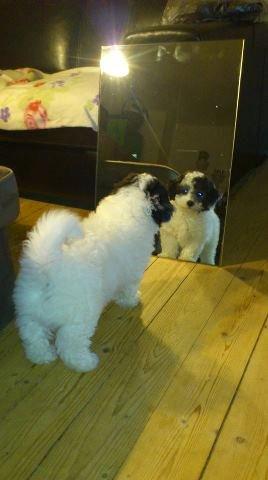 Blanding af racer Lui billede 10