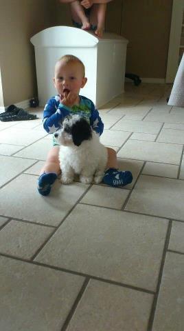 Blanding af racer Lui billede 11