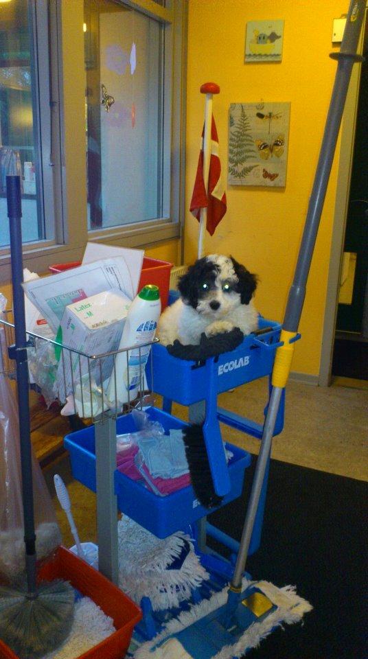 Blanding af racer Lui billede 12