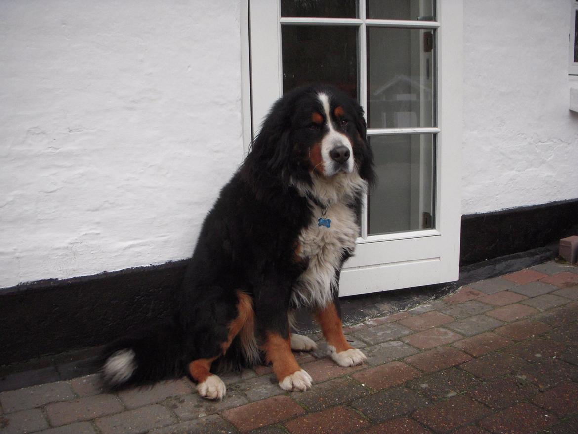 Berner sennenhund buller billede 2