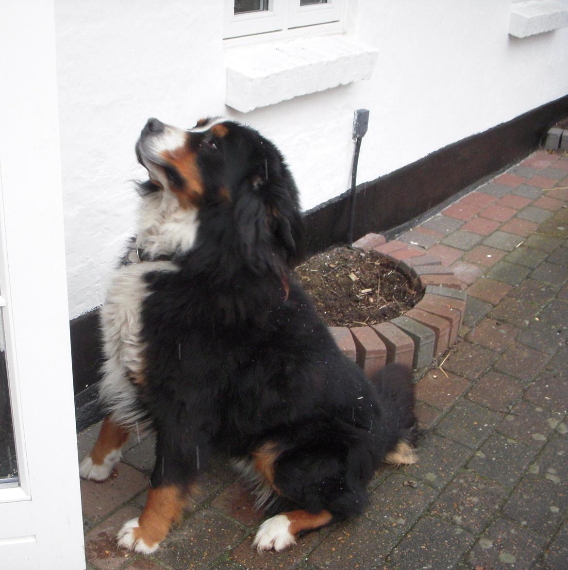 Berner sennenhund buller billede 1