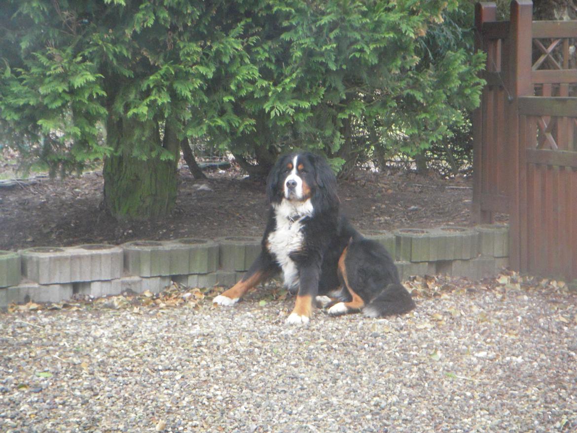 Berner sennenhund buller billede 3