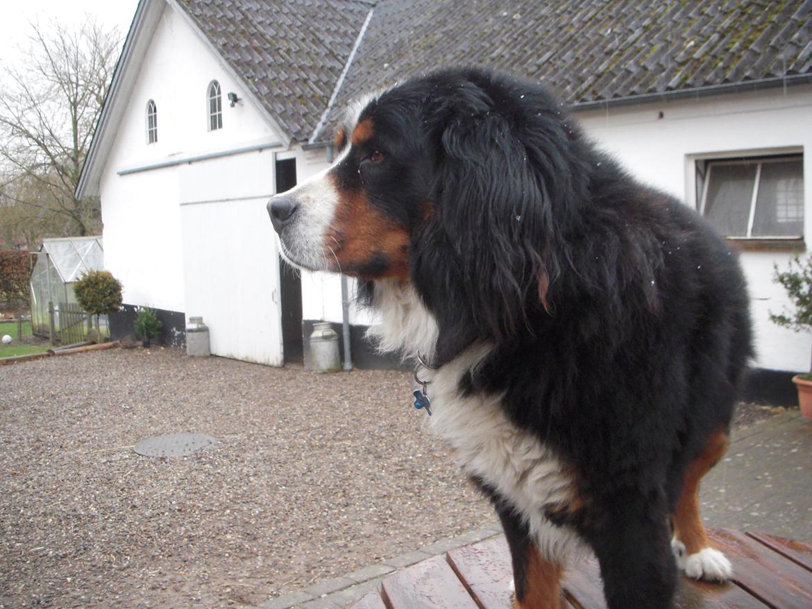 Berner sennenhund buller billede 4