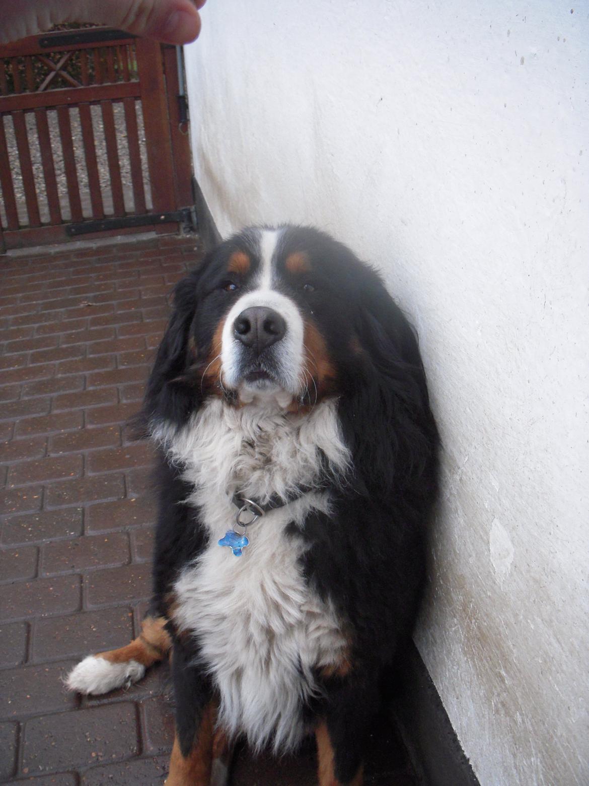 Berner sennenhund buller billede 5