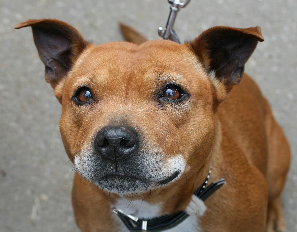 Staffordshire bull terrier (engelsk)Ginger <3 <3 <3 R.I.P <3 <3 <3 - Et af de sidste billeder af min engel.. billede 1