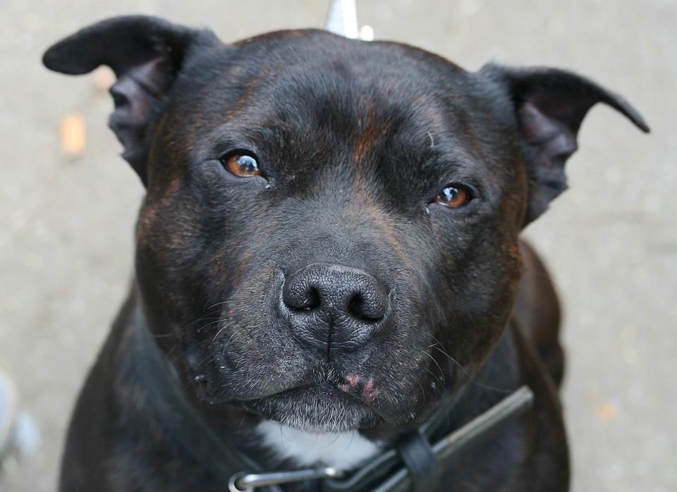 Staffordshire bull terrier Gismo billede 1