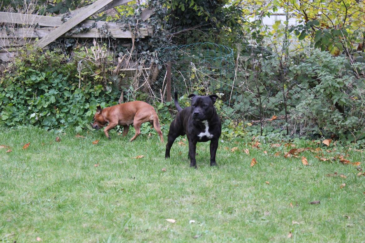 Staffordshire bull terrier Gismo billede 2