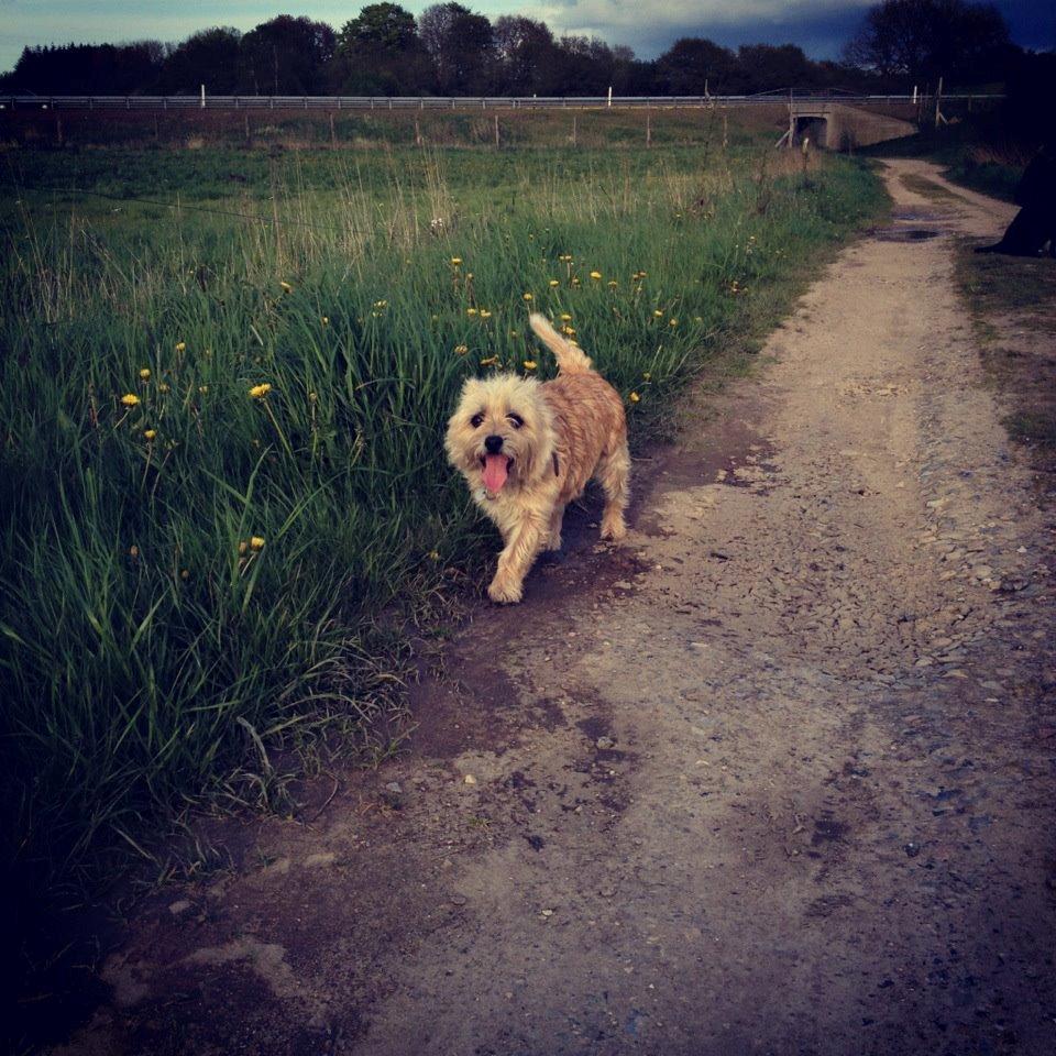 Cairn terrier Felix - Dejlig lille vovse!! billede 1