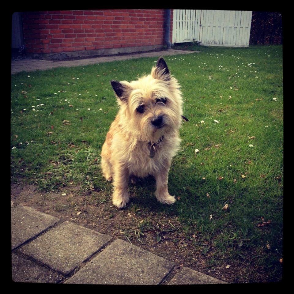 Cairn terrier Felix - Når jeg hiver mit kamera op så er det som om han godt ved hvad det er der skal ske. Han sidder altid helt stille til jeg roser ham. billede 2
