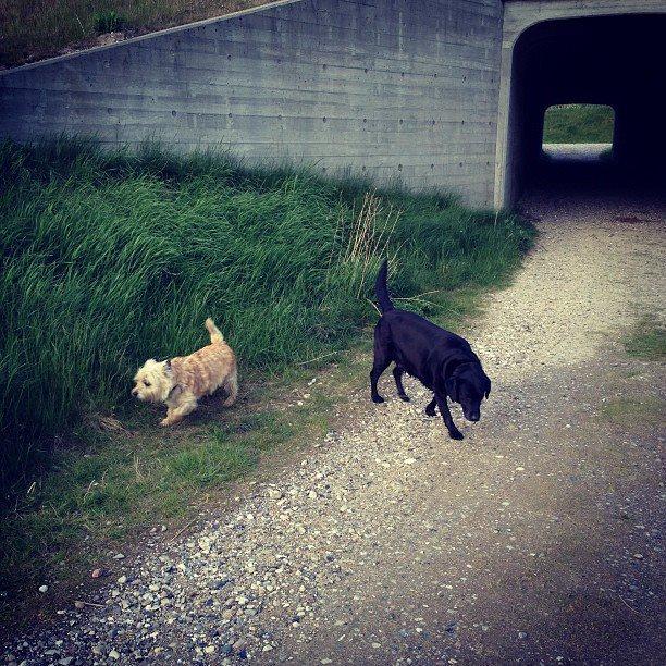 Cairn terrier Felix - Felix og Bella. Hans bedste ven! billede 3