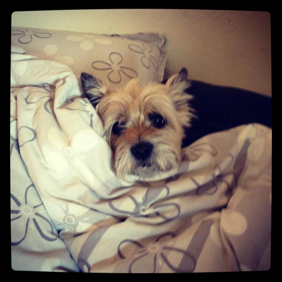 Cairn terrier Felix - Lige vågnet efter at have sovet længe. billede 4