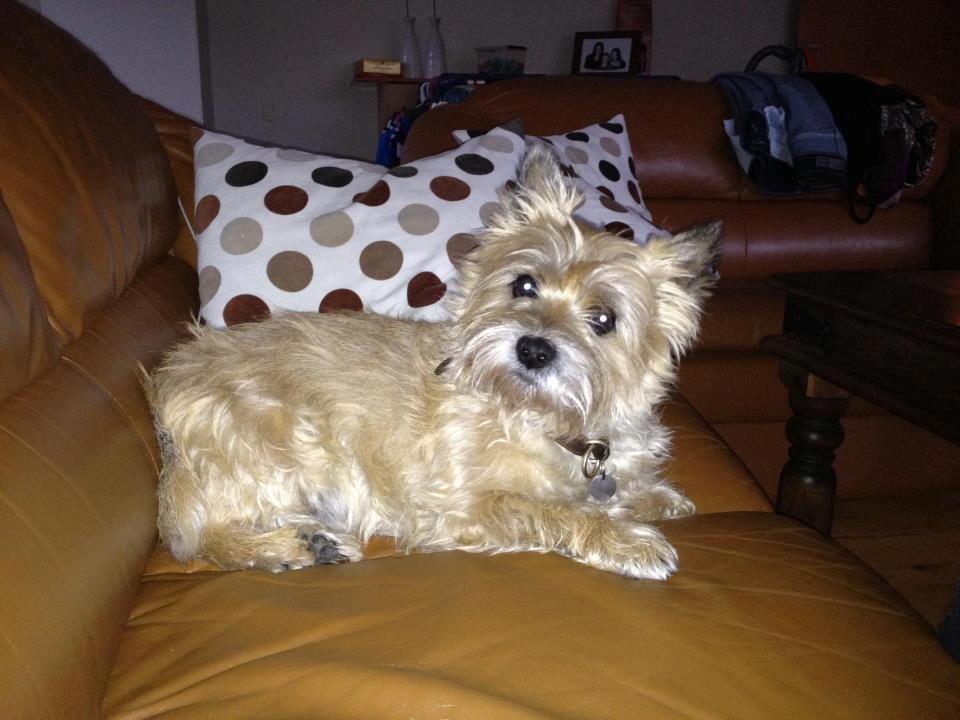 Cairn terrier Felix - Her må han slet ikke være men kan slet ikke står for ham når han står nede og kigger op på mig. billede 5
