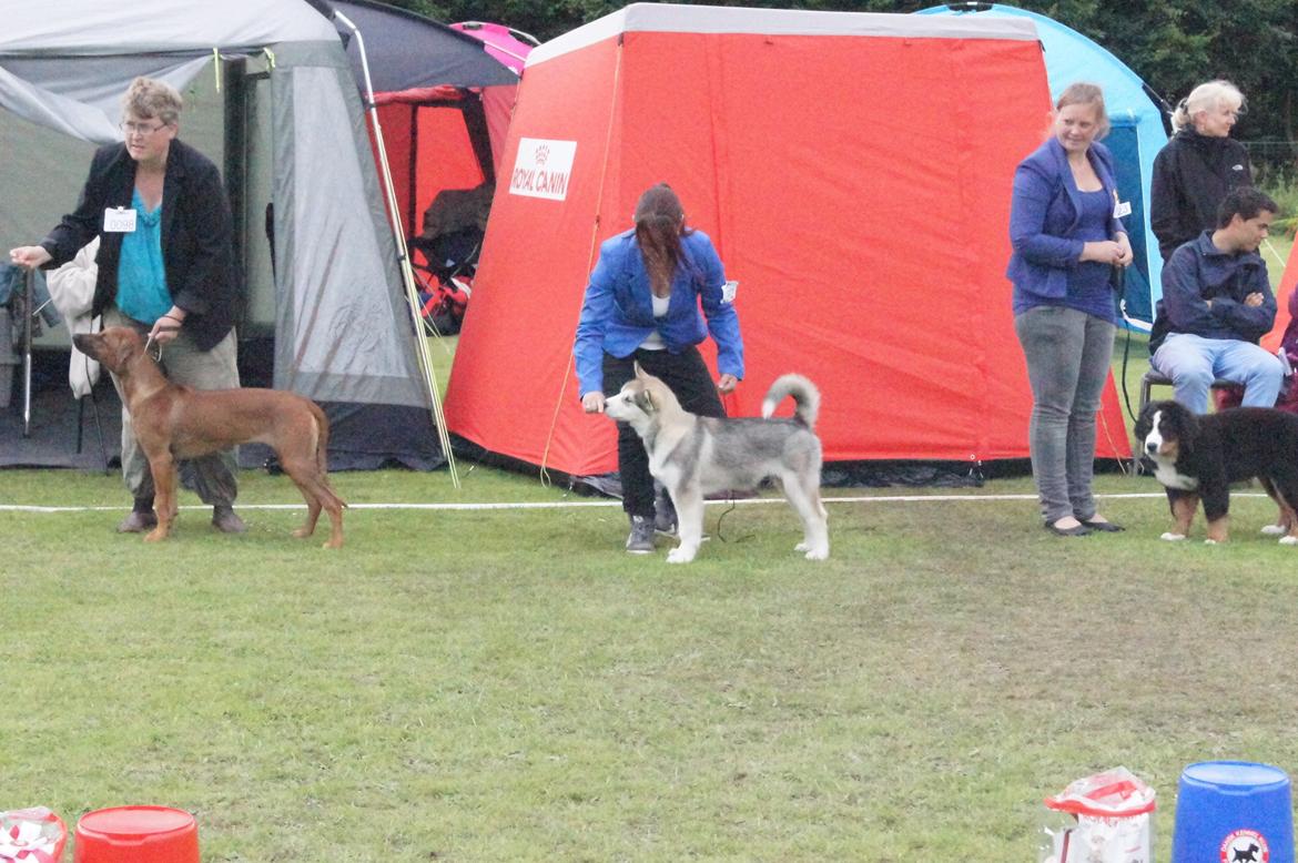 Alaskan malamute My Alaskan Final Dash (Koda) billede 16