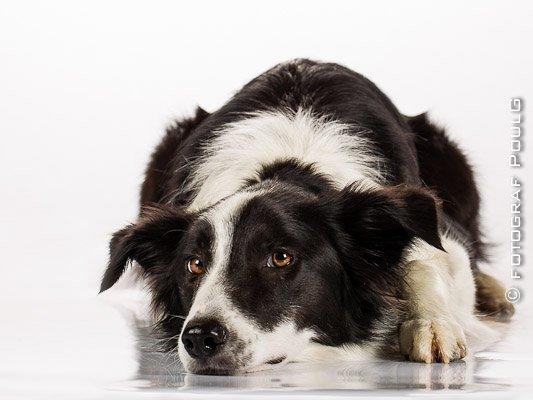 Border collie Aston (Tidl. Hund) billede 1