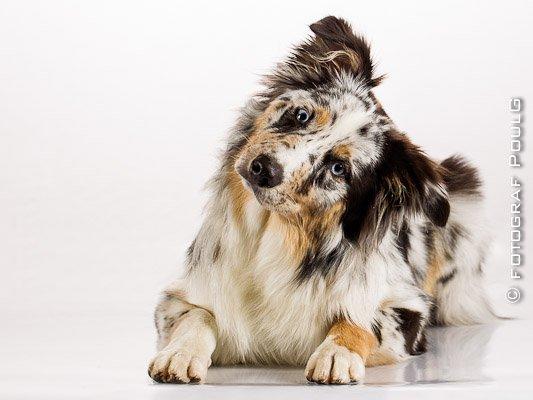 Australian shepherd Godrumgaards Healey billede 1
