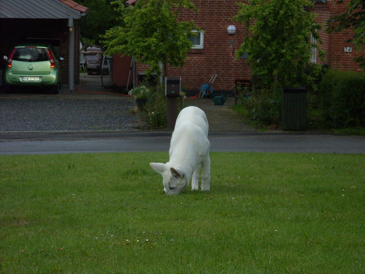 Hvid Schweizisk Hyrdehund Lucy - 24 juni 2012. Mon der er en mus i græsplænen billede 8