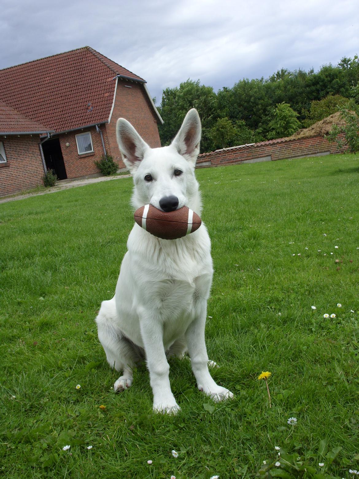 Hvid Schweizisk Hyrdehund Lucy - 25 juni 2012. Viser sin fine bold billede 6