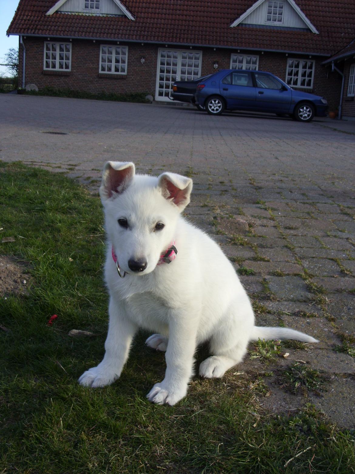 Hvid Schweizisk Hyrdehund Lucy -  4 april 2012. her har vi haft hende i 4 dage. billede 12