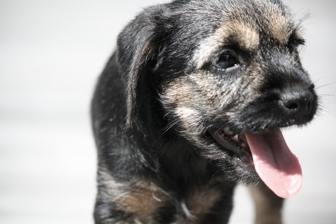 Border terrier Milla billede 1