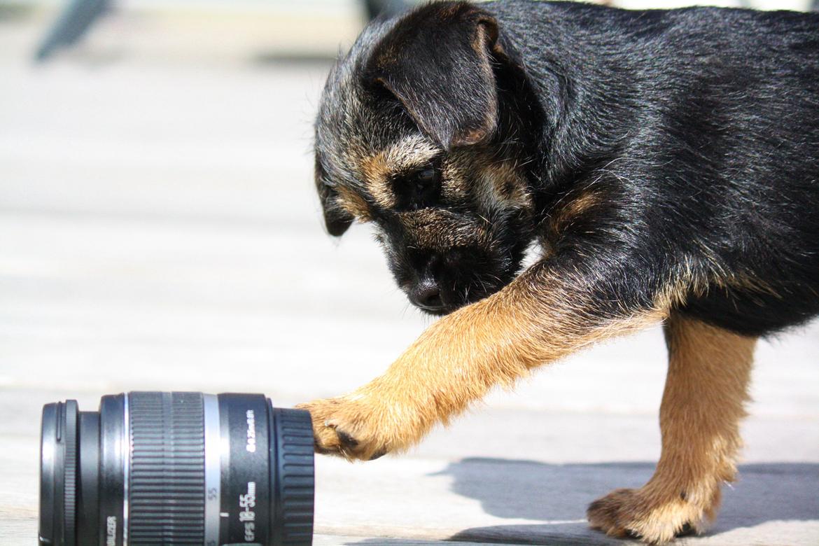 Border terrier Milla billede 3