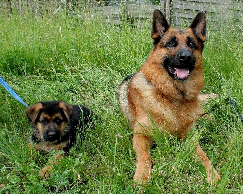 Schæferhund Kenzo - Mig og min far akacias Heiko, Ham er jeg meget stolt  over, han er en flot fyr og har en frygtelig masse prøver  billede 5