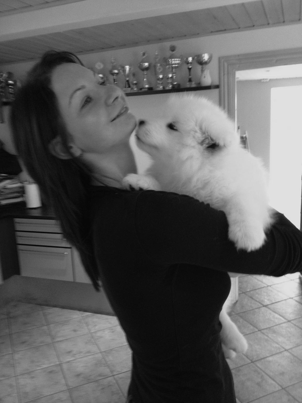 Samojedhund Cabaka's Wake Me Up - NOA billede 1