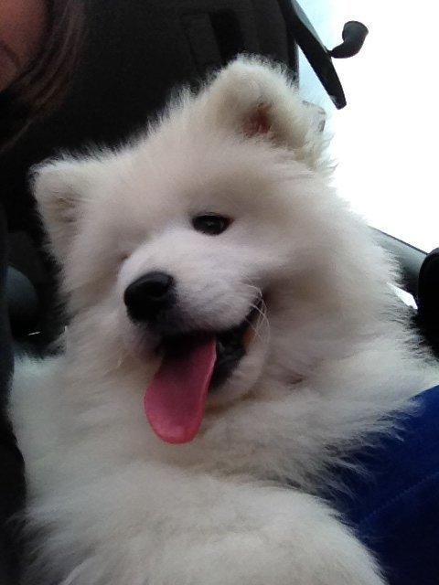 Samojedhund Cabaka's Wake Me Up - NOA billede 2