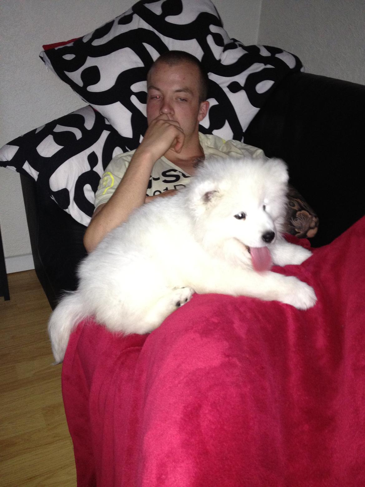 Samojedhund Cabaka's Wake Me Up - NOA billede 3