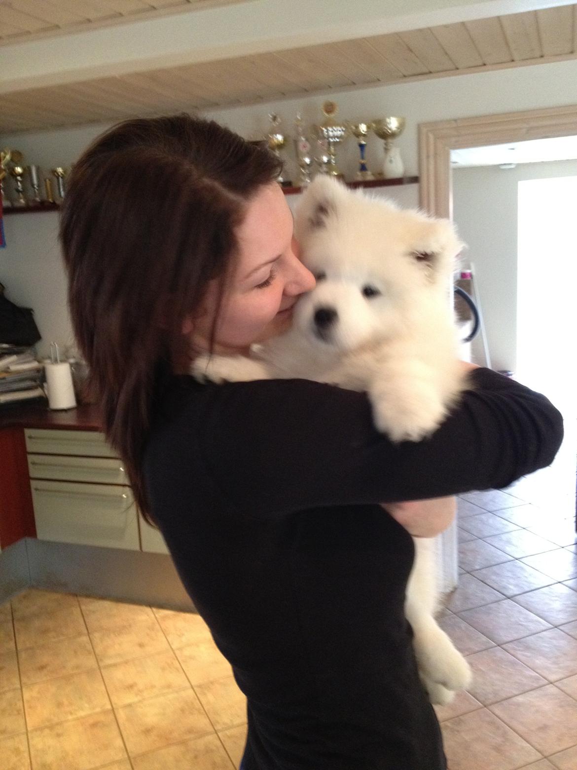 Samojedhund Cabaka's Wake Me Up - NOA billede 4