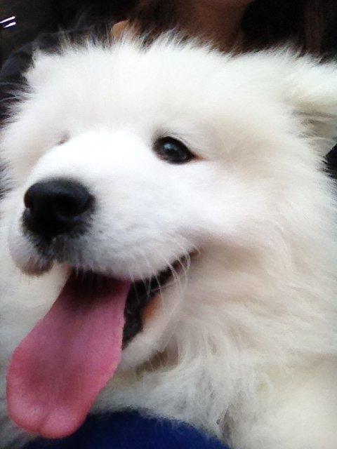 Samojedhund Cabaka's Wake Me Up - NOA billede 5