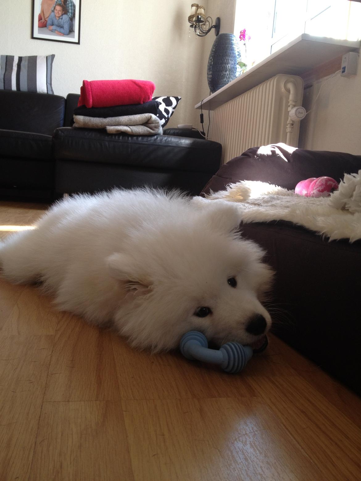 Samojedhund Cabaka's Wake Me Up - NOA billede 7